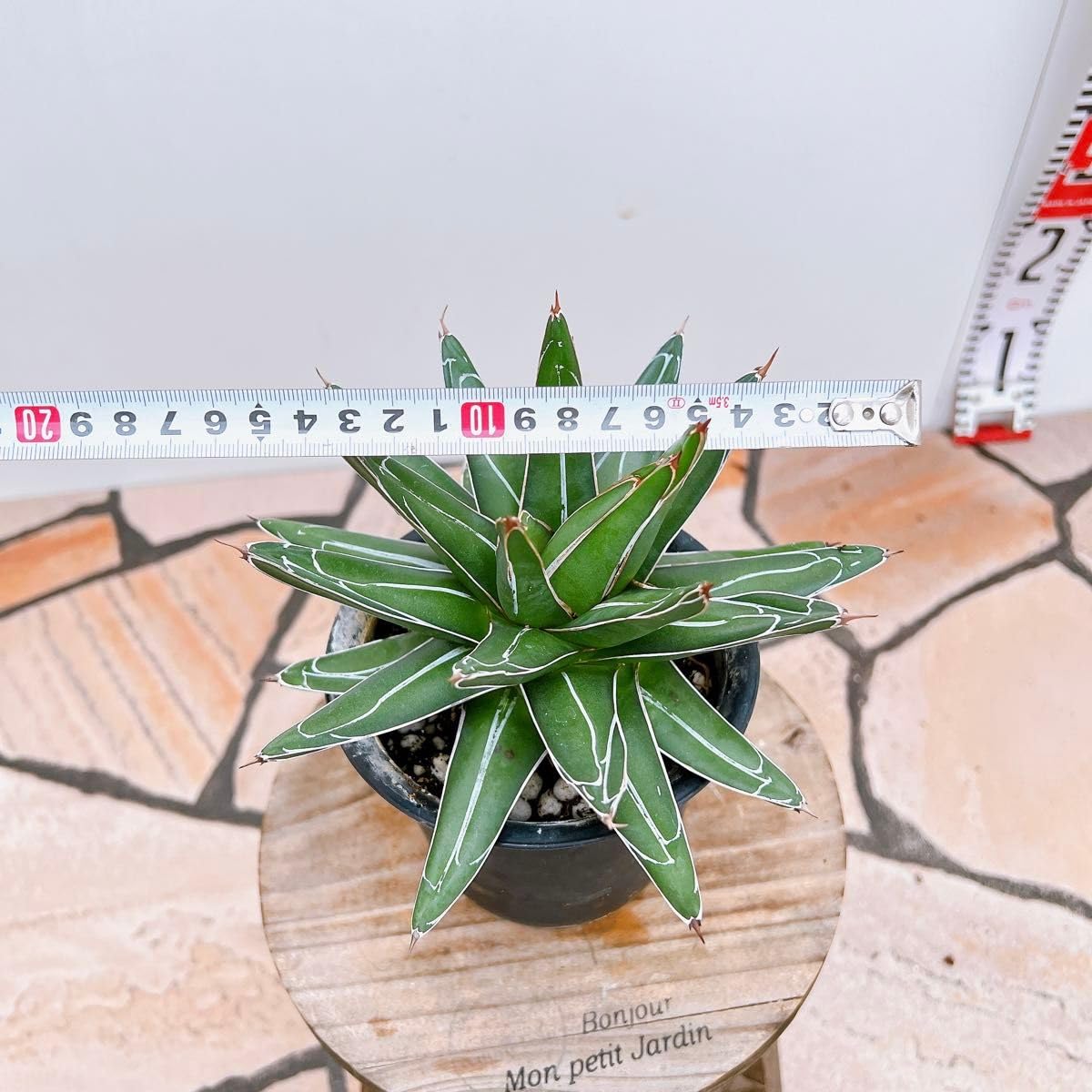 現品アガベ笹の雪ドライガーデンインテリアグリーン観葉植物